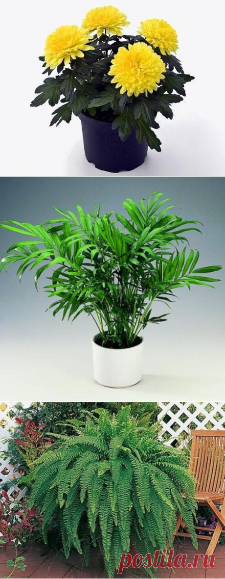 Девять самых лучших природных очистителей воздуха