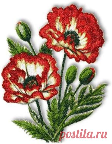 Advanced Embroidery Designs - Picotee Oriental Poppy