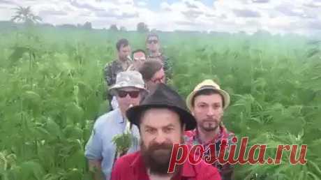 Песня)