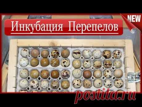 Эксперимент.Инкубируем КРУПНЫЕ Перепелиные яйца в домашних условиях.Инкубация препелов, что в ито