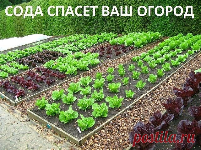 Сода спасёт ваш огород. 

Сода – один из помощников дачника, которую можно без проблем приобрести в любом продуктовом магазине. Сфера применения ее столь широка, что без сомнений, этот продукт необходимо обязательно включить в список товаров первой необходимости в начале дачного сезона, и даже раньше! Дело в том, что без обычной пищевой соды вообще сложно представить себе современный огород, поскольку она может помочь практически в любой ситуации. 

Так, например, если вы ...