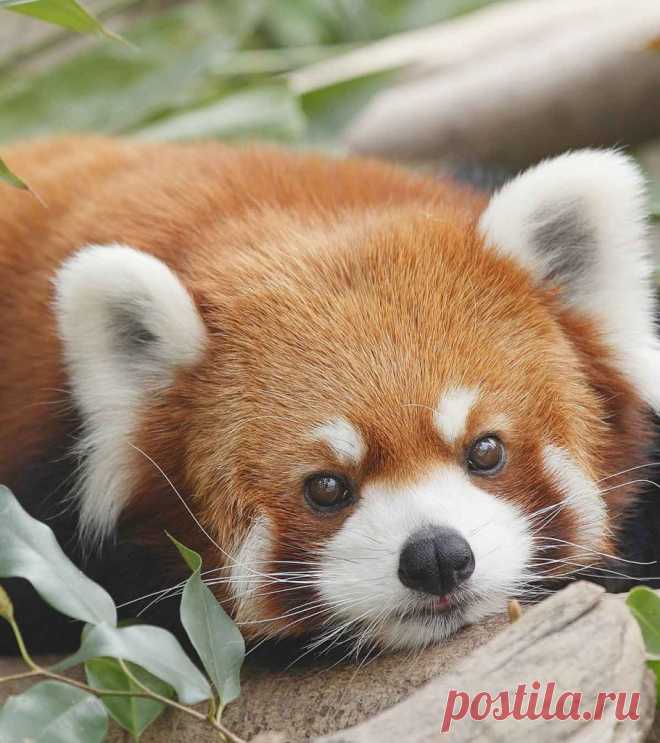 51 Interesting Red Panda Facts For Kids The Red panda is a cuddly little creature that resembles a teddy bear. Gentle in nature, red pandas live high on trees, eat bamboo, and go about their lives without bothering anyone.