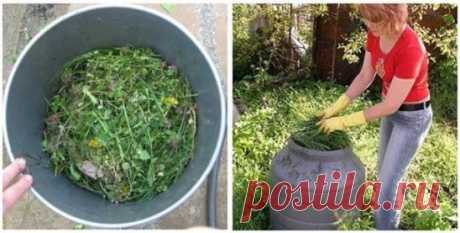 Жидкое удобрение из сорняков
Не секрет, что под дачные участки зачастую выделяют отнюдь не плодородную почву. Да и многие растения даже на хорошей земле требуют регулярных подкормок.
На приготовление компоста уходит довольно много времени, с минеральными удобрениями можно переборщить, да и не всегда они быстро усваиваются растениями.
Но выход есть, если сделать жидкое удобрение для огорода из обычных сорняков, которые вы только что удалили из грядок.
Как сделать жидкое удобрение для огорода.