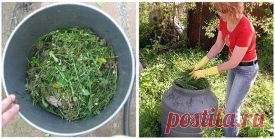 Жидкое удобрение из сорняков
Не секрет, что под дачные участки зачастую выделяют отнюдь не плодородную почву. Да и многие растения даже на хорошей земле требуют регулярных подкормок.
На приготовление компоста уходит довольно много времени, с минеральными удобрениями можно переборщить, да и не всегда они быстро усваиваются растениями.
Но выход есть, если сделать жидкое удобрение для огорода из обычных сорняков, которые вы только что удалили из грядок.
Как сделать жидкое удобрение для огорода.