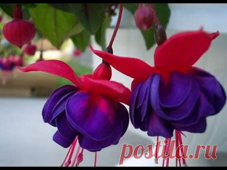 Энциклопедия цветов. Самые красивые цветы. Часть 1 .The most beautiful flowers