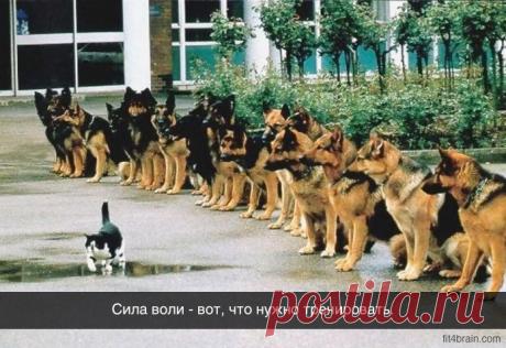 Открытки, в которых можно узнать себя – Фитнес для мозга