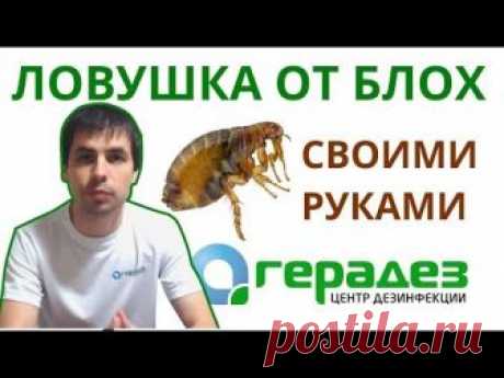 Делаем ловушку для блох своими руками