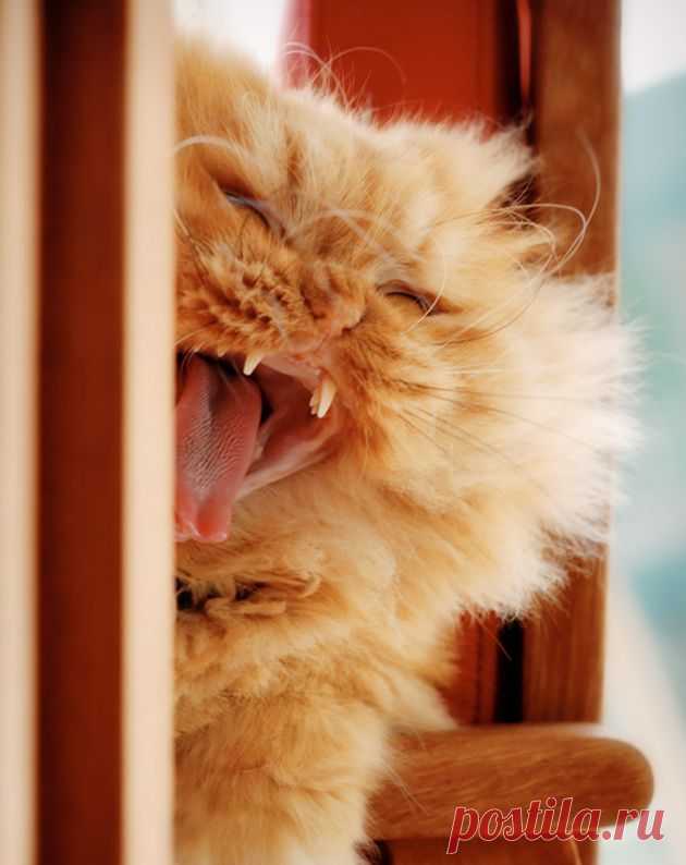 Рыжий перс Garfi