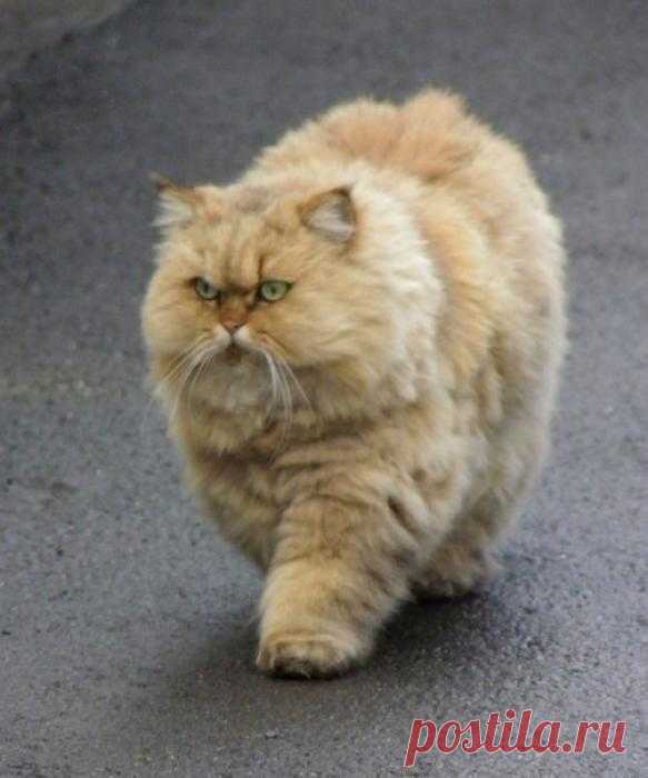 Пухляш