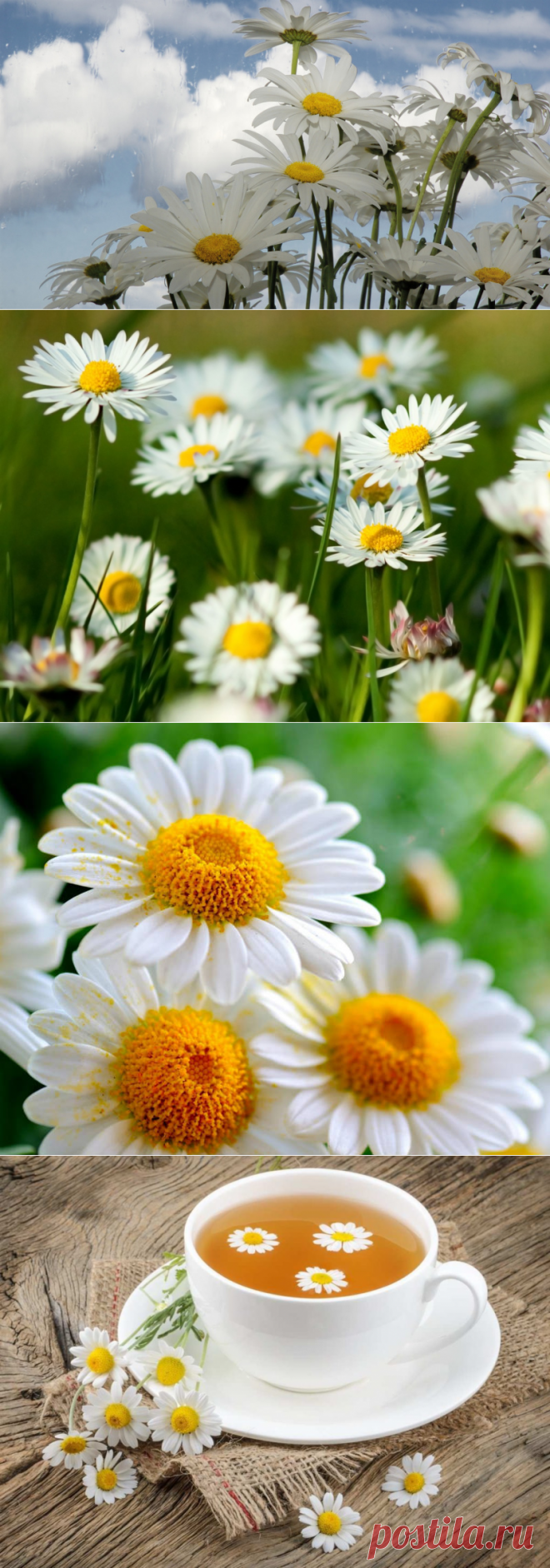 А ромашки глядят в неба высь...
