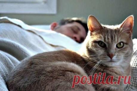 Почему нельзя спать с кошкой в одной постели, даже если она чистоплотная и является членом семьи — mojakuhnja.ru