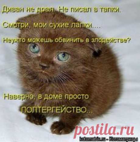 Диван не драл. Не писал в тапки. Смотри, мои сухие лапки.... Неужто можешь обвинить в злодействе? Наверно, в доме просто  ПОЛТЕРГЕЙСТВО...
