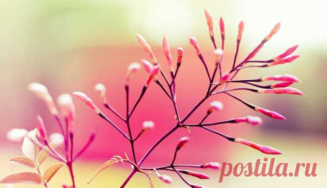 СВОЕ ПРЕДНАЗНАЧЕНИЕ. ПРИТЧА | Мир женщины