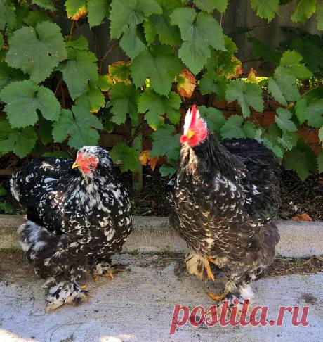 Выбираем хорошую несушку: как ее отличить

С наступлением дачного периода весной многие владельцы участков принимают решение завести кур несушек. Однако при покупке очень важно отдавать предпочтение качественной птице. Известно, что многие птицефабрики и заводчики кур стараются продать выбраковку. Как выбрать хорошую курицу несушку, чтобы не попасть на некачественный товар? Об этом пойдет речь в данной статье.

Когда и где лучше покупать несушку?

Следует отметить, что мол...