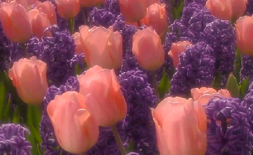 i-32484.gif (500×307)