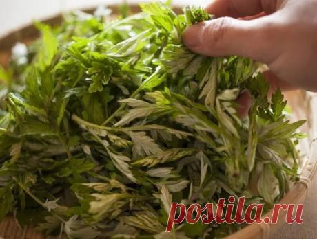 Полынь - лекарство от многих болезней!
Полынь - это сильнейшее средство дано для быстрого приведения больных в порядок.
Лечение полынью очищает тело от всяких вредных организмов.