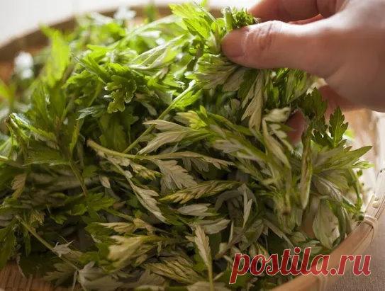 Полынь - лекарство от многих болезней! 
Полынь - это сильнейшее средство дано для быстрого приведения больных в порядок. 
Лечение полынью очищает тело от всяких вредных организмов.