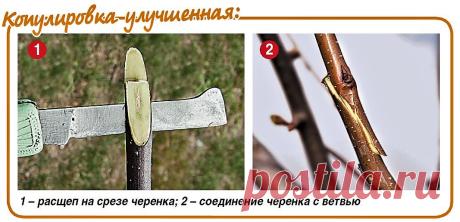 В очередь на прививку