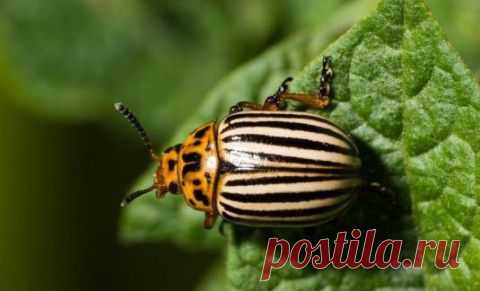 Лечим зубы без пломбирования | Делаем сами