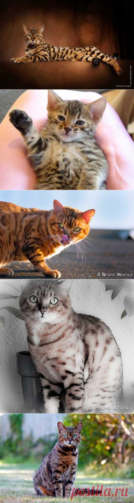 Бенгальские кошки - маленькие леопарды | Блог ZooFitoSfera о растениях, животных и интересном
