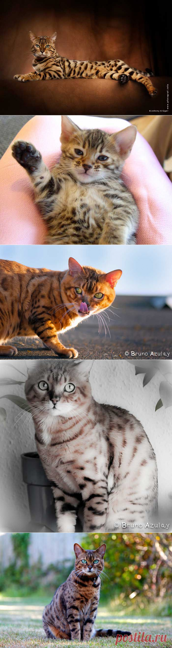 Бенгальские кошки - маленькие леопарды | Блог ZooFitoSfera о растениях, животных и интересном