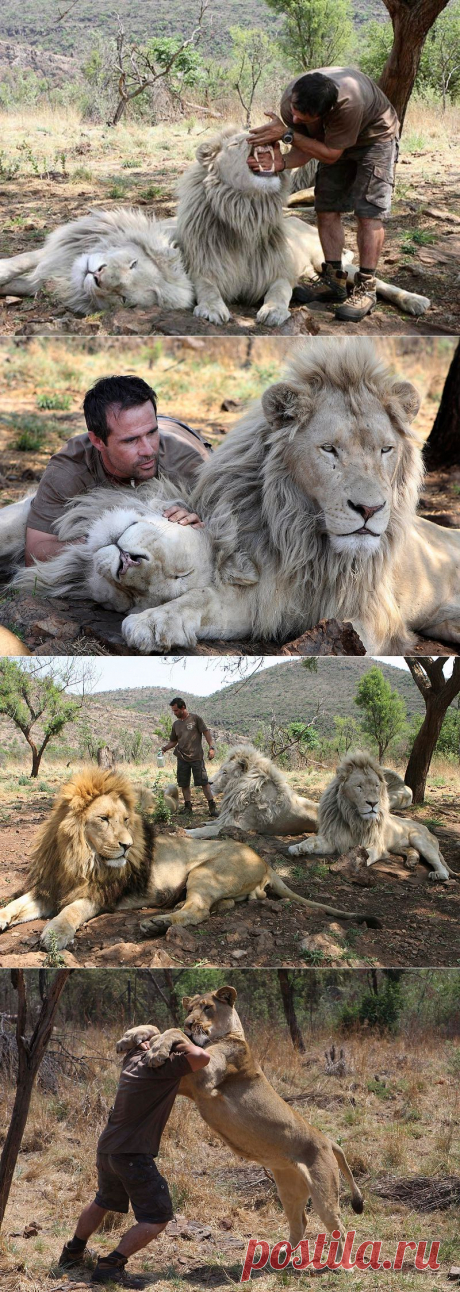 Заклинатель львов • НОВОСТИ В ФОТОГРАФИЯХ