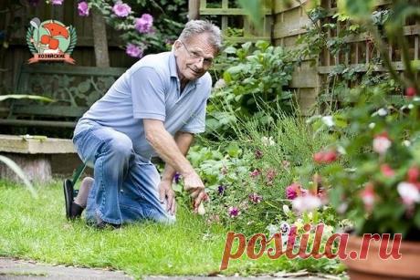 МАЛЕНЬКИЕ, НО ОЧЕНЬ ВАЖНЫЕ СЕКРЕТЫ ОПЫТНОГО САДОВОДА

1. Йод для капусты.

В ведро воды добавить 40 капель йода. Когда начнет формироваться кочан, поливать капусту под растение по 1 литру.

2. Ускорение пророста.

Чтобы семена быстрее проросли их замачивают в растворе перекиси водорода (4%) на 12 часов (капуста), а семена помидоров и свеклы - на 24 часа. Для обеззараживания семян (вместо марганцовки) их обрабатывают 10% перекисью водорода 20 минут. Соотношение раствора и с...