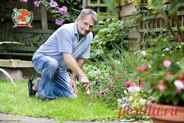 МАЛЕНЬКИЕ, НО ОЧЕНЬ ВАЖНЫЕ СЕКРЕТЫ ОПЫТНОГО САДОВОДА

1. Йод для капусты.

В ведро воды добавить 40 капель йода. Когда начнет формироваться кочан, поливать капусту под растение по 1 литру.

2. Ускорение пророста.

Чтобы семена быстрее проросли их замачивают в растворе перекиси водорода (4%) на 12 часов (капуста), а семена помидоров и свеклы - на 24 часа. Для обеззараживания семян (вместо марганцовки) их обрабатывают 10% перекисью водорода 20 минут. Соотношение раствора и с...