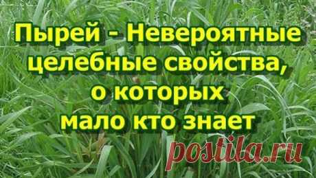 Пырей - Невероятные целебные свойства, о которых мало кто знает