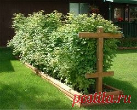 Шпалера для малины: изготовление своими руками, посадка, выращивание, фото, видео