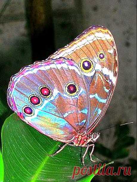 бабочки