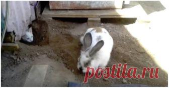 Кролик освободил своего друга котенка из ловушки Жительница Чили обнаружила, что её кролик по кличке Чески любит делать подкопы под сараем. Видео, дружба, друзья, животные, котенок, кролик, спасение за 03.10.2018 от mindflixx на Fishki.net