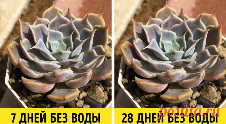 Мы собрали 13 домашних растений, которые приносят максимум пользы, но требуют минимум забот
В последние годы разведение комнатных растений стало популярным не только у представителей взрослого поколения, но и у молодежи. Об этом говорит отчет Garden Media Group за 2017 год. В тренде озеленение жилых квартир и офисных помещений. Современный ритм жизни не дает большинству людей возможности уделять...
Читай пост далее на сайте. Жми ⏫ссылку выше