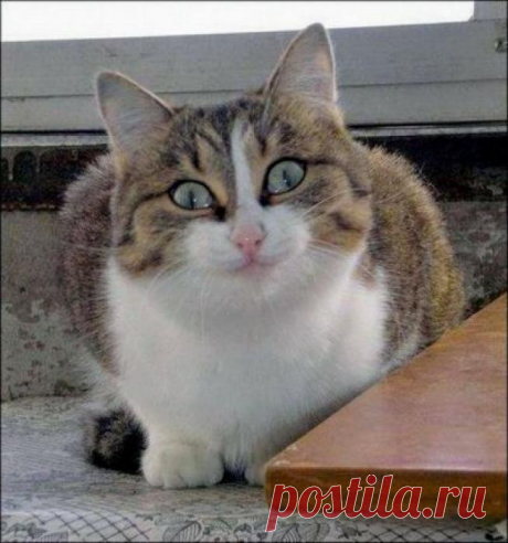 ЕЩЁ КОТЭ | KotoMail.ru