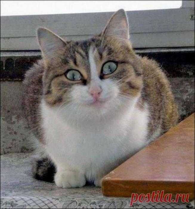 ЕЩЁ КОТЭ | KotoMail.ru