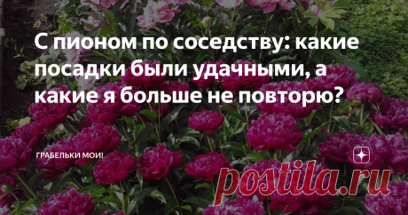С пионом по соседству: какие посадки были удачными, а какие я больше не повторю? Когда нет места под посадки, любая клумба превращается в коммунальную квартиру и именуется гордым модным словом миксбордер.  В моем миксбордере, расположенном вдоль дорожки, ведущей от крыльца, есть одна константа - это пионы. Они - недвижимое имущество.  Перед пионами у меня пиетет. Очень часто я слышала сетования на тому, что пионы не цветут, не цветут пионы! Одна ботва. А мои - цветут. Пото...