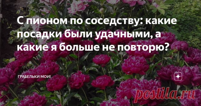 С пионом по соседству: какие посадки были удачными, а какие я больше не повторю? Когда нет места под посадки, любая клумба превращается в коммунальную квартиру и именуется гордым модным словом миксбордер.  В моем миксбордере, расположенном вдоль дорожки, ведущей от крыльца, есть одна константа - это пионы. Они - недвижимое имущество.  Перед пионами у меня пиетет. Очень часто я слышала сетования на тому, что пионы не цветут, не цветут пионы! Одна ботва. А мои - цветут. Пото...