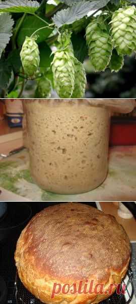 Закваска из хмеля, хмелевая закваска, хмелевые дрожжи*********