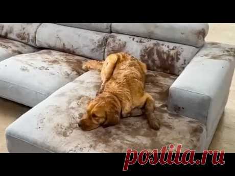😺 Собаки следят за порядком! 🐕 Смешное видео с собаками, кошками и котятами! 😸