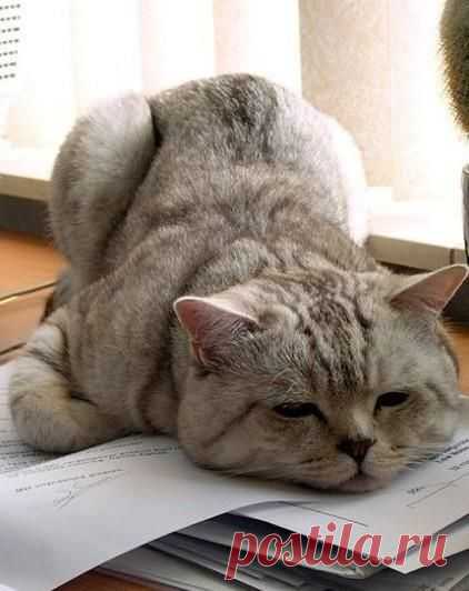 Cat n Day