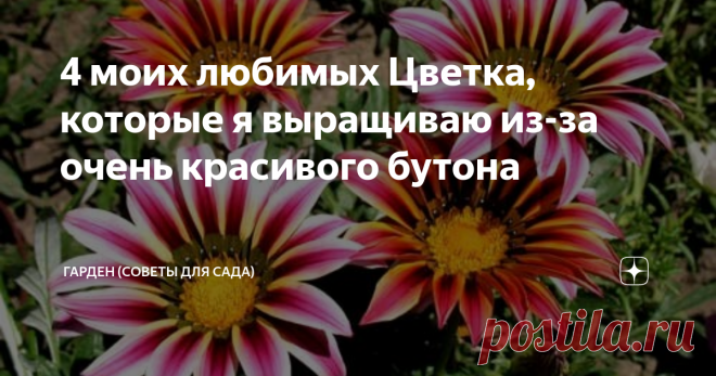 4 моих любимых Цветка, которые я выращиваю из-за очень красивого бутона Цветы это украшение, это радость. Я всегда выращиваю самые красивые цветы. Все очень разные, самая разнообразная цветовая палитра этих прекрасных растений радует меня и моих гостей.
А эти четыре самых моих любимых, я их выращиваю из-за шикарного бутона.