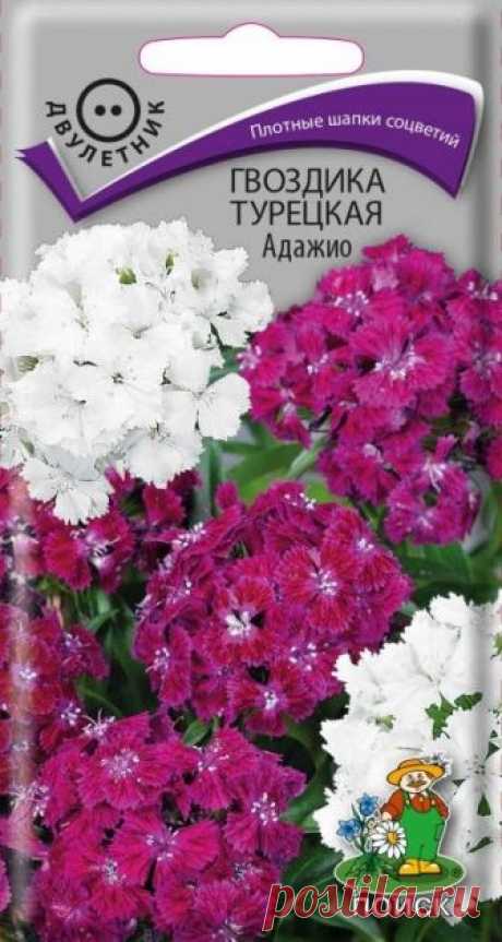 Гвоздика Турецкая Адажио (ЦВ) ("2) 0,3гр. - Интернет-магазин семян и растений «Центр Садовода»