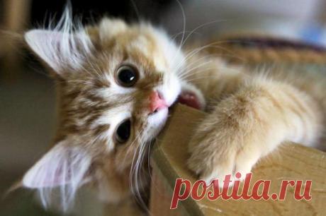 Dreaming of Kittens