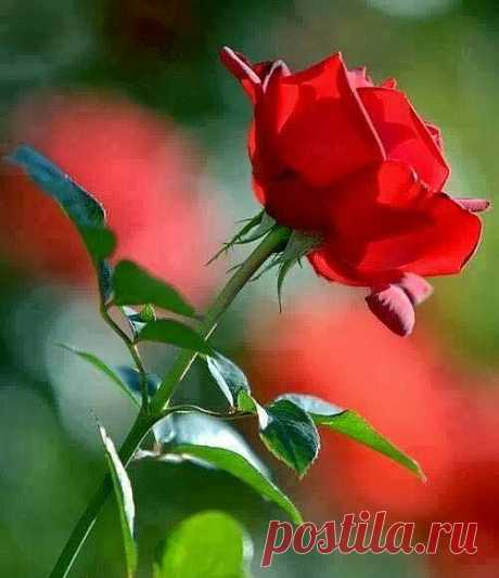 • ♥ • ♥ • ♥ ✫ℒℴνℯ✫ ♥ • ♥ • ♥ •