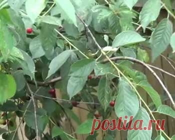 Сироп из вишневых листьев