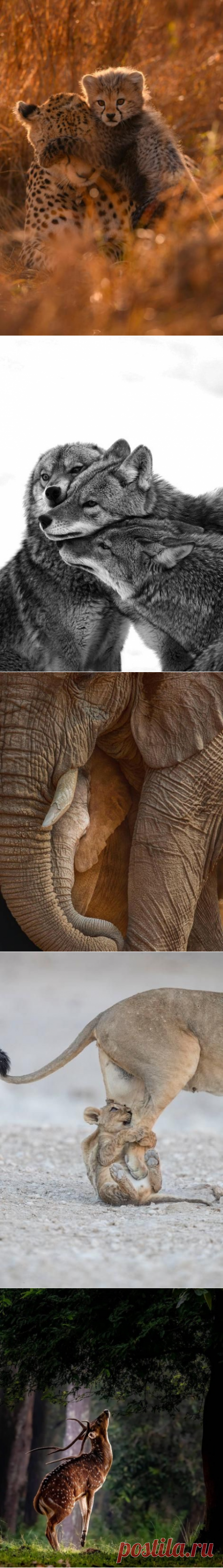 Animals & Landscapes