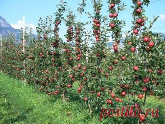 Колоновидные яблони: компактное дерево — богатый урожай
Колоновидные яблони стремительно ворвались в наши сады. Очарованные садоводы в массовом порядке начали скупать чудо-саженцы. Кто же не хочет создать на своем участке кусочек рая?! А какой рай без райских яблочек? Да еще на колонне! Но многие вскоре разочаровались, хотя это конечно зря. Просто нужно знать некоторые нюансы выбора саженцев и ухода за этими полезными деревьями.
Как ухаживать, чтоб получить богаты урожай?
Есть мнение, что осо