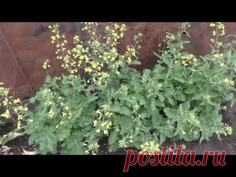 Большой обзор моего участка в середине июня. Часть 2.
