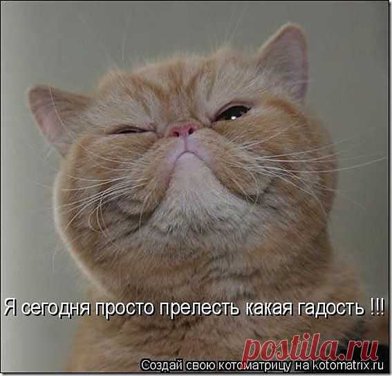 Мор-р-р-да