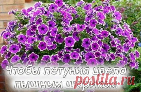 Чтобы петуния цвела пышным шариком

Петунии – одни из самых популярных однолетних цветов во всем мире. И это неудивительно, ведь они восхитительно красивы. На сегодняшний день существует масса сортов этой «королевы клумбы», отличающихся высотой кустиков, огромным разнообразием оттенков и размером цветков...Что делать, чтобы петуния выглядела более пышно, чтобы она смотрелась цветущим шаром? Конечно, ПРИЩИПЫВАТЬ!!!! Но: Как прищипывать петунии? Где именно прищипнуть, все ли...
